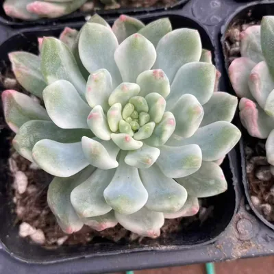 Echeveria Blue Apple Variegated Single (蓝苹果锦单头) succulent — wholesale bare-root export from Yunnan, China (3 of 4)