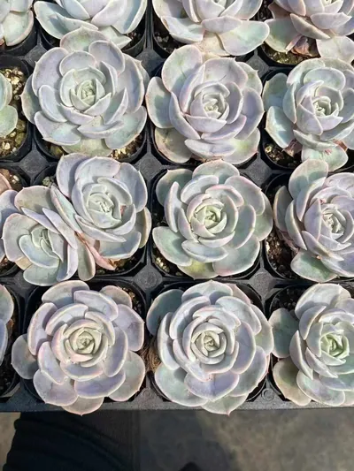 Echeveria Blue Surprise Variegated (蓝色惊喜锦) succulent — wholesale bare-root export from Yunnan, China (3 of 5)