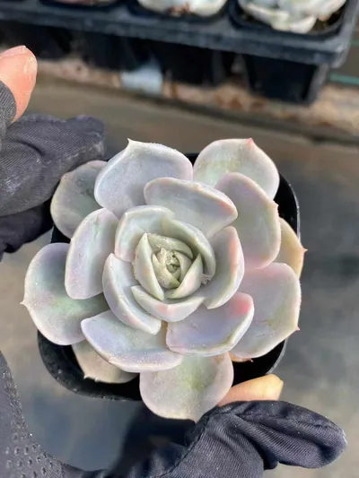 Echeveria Blue Surprise Variegated succulent — wholesale export from Yunnan, China