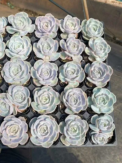 Echeveria Blue Surprise Variegated (蓝色惊喜锦) succulent — wholesale bare-root export from Yunnan, China (5 of 5)