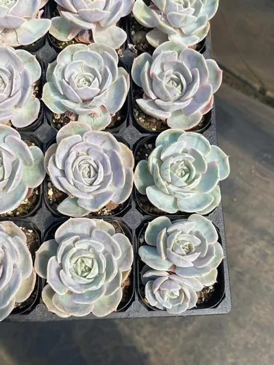 Echeveria Blue Surprise Variegated (蓝色惊喜锦) succulent — wholesale bare-root export from Yunnan, China (4 of 5)