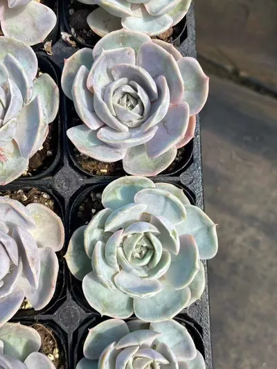 Echeveria Blue Surprise Variegated (蓝色惊喜锦) succulent — wholesale bare-root export from Yunnan, China (2 of 5)