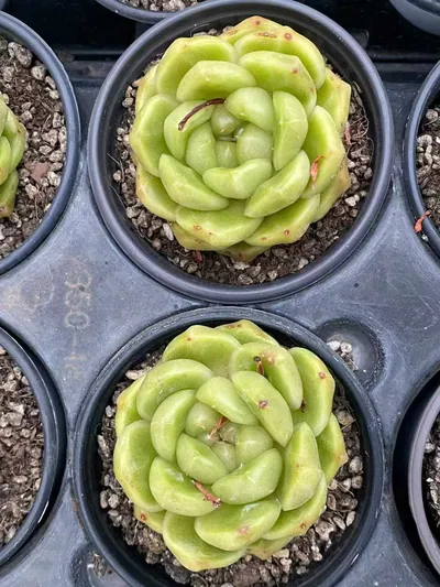 Echeveria Blue Water Ghost (蓝水鬼) succulent — wholesale bare-root export from Yunnan, China (2 of 4)