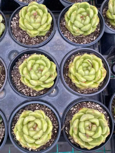Echeveria Blue Water Ghost (蓝水鬼) succulent — wholesale bare-root export from Yunnan, China (4 of 4)