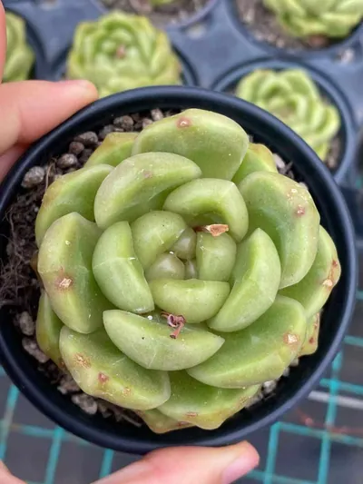 Echeveria Blue Water Ghost (蓝水鬼) succulent — wholesale bare-root export from Yunnan, China (3 of 4)