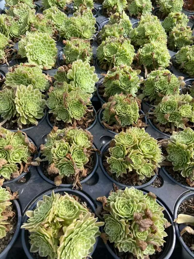 Aeonium Blue Wave Aeonium (Compact-grown) Cluster (碧浪精控小法师群) succulent — wholesale bare-root export from Yunnan, China (3 of 3)
