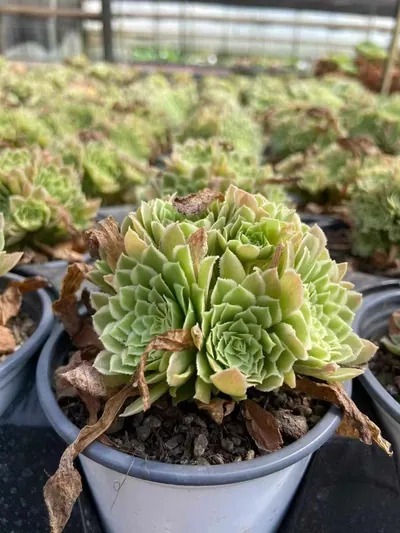 Aeonium Blue Wave Aeonium (Compact-grown) Cluster succulent — wholesale export from Yunnan, China