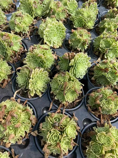 Aeonium Blue Wave Aeonium (Compact-grown) Cluster (碧浪精控小法师群) succulent — wholesale bare-root export from Yunnan, China (2 of 3)