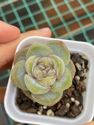 Echeveria Brandy succulent — wholesale export from Yunnan, China