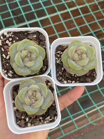 Echeveria Brandy (白兰地) succulent — wholesale bare-root export from Yunnan, China (4 of 4)