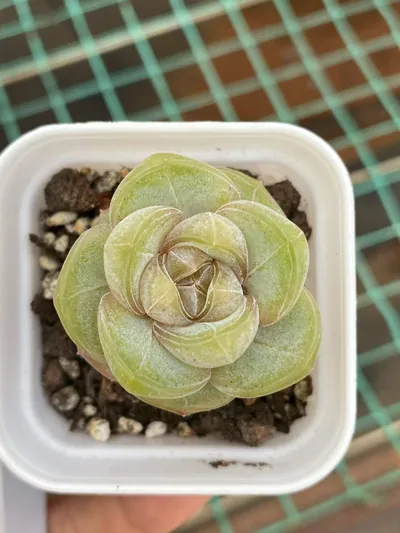 Echeveria Brandy (白兰地) succulent — wholesale bare-root export from Yunnan, China (2 of 4)