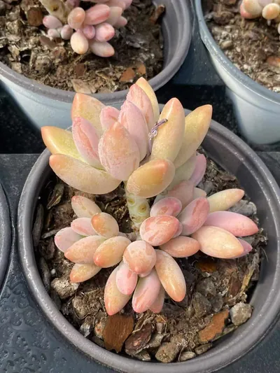 xPachyveria Brandy Beauty (白兰地美人) succulent — wholesale bare-root export from Yunnan, China (3 of 6)
