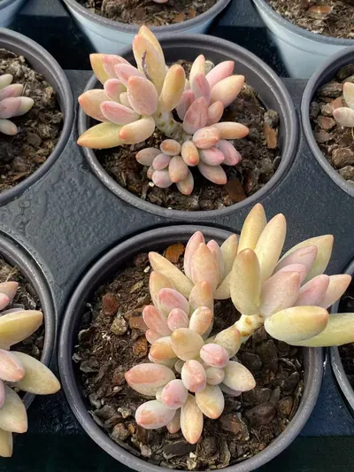 xPachyveria Brandy Beauty (白兰地美人) succulent — wholesale bare-root export from Yunnan, China (2 of 6)