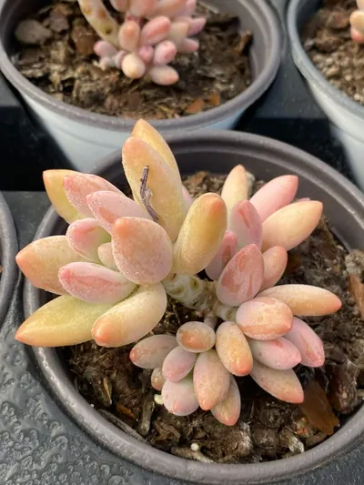 xPachyveria Brandy Beauty succulent — wholesale export from Yunnan, China