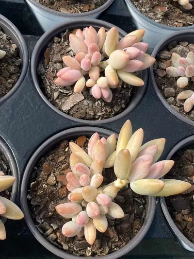 xPachyveria Brandy Beauty (白兰地美人) succulent — wholesale bare-root export from Yunnan, China (4 of 6)