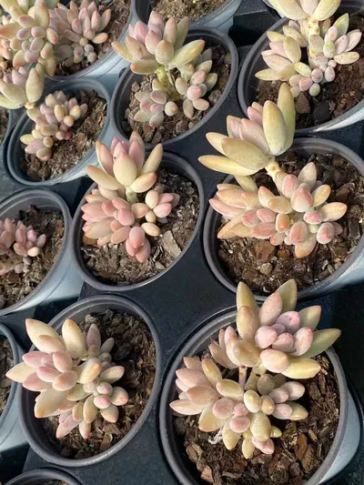 xPachyveria Brandy Beauty (白兰地美人) succulent — wholesale bare-root export from Yunnan, China (6 of 6)