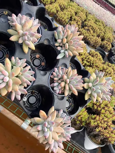 xPachyveria Brandy Beauty Cluster (白兰地美人群) succulent — wholesale bare-root export from Yunnan, China (4 of 4)