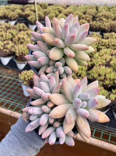 xPachyveria Brandy Beauty Cluster (白兰地美人群) succulent — wholesale bare-root export from Yunnan, China (3 of 4)