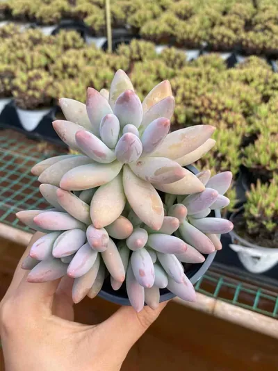 xPachyveria Brandy Beauty Cluster (白兰地美人群) succulent — wholesale bare-root export from Yunnan, China (2 of 4)