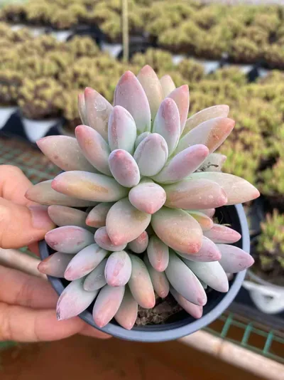 xPachyveria Brandy Beauty Cluster succulent — wholesale export from Yunnan, China