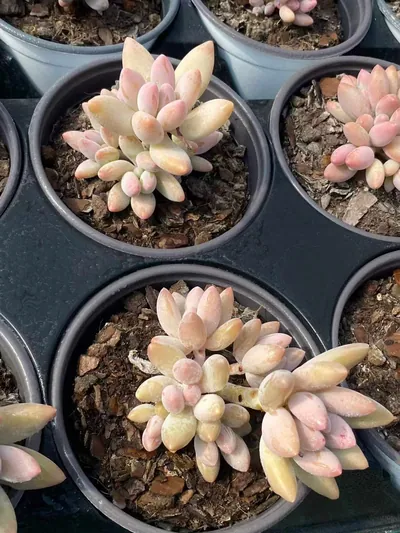 xPachyveria Brandy Beauty (白兰地美人) succulent — wholesale bare-root export from Yunnan, China (5 of 6)