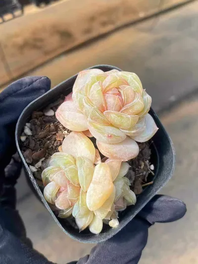 Echeveria Brandy Candy Heart Cluster (白兰地糖心群) succulent — wholesale bare-root export from Yunnan, China (2 of 4)