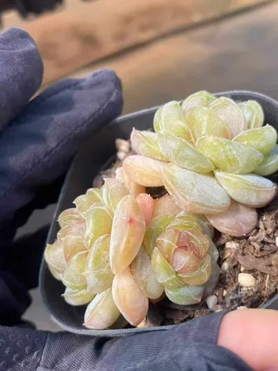Echeveria Brandy Candy Heart Cluster succulent — wholesale export from Yunnan, China