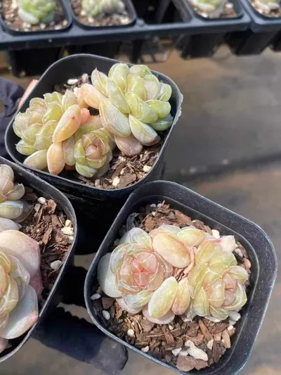 Echeveria Brandy Candy Heart Cluster (白兰地糖心群) succulent — wholesale bare-root export from Yunnan, China (4 of 4)