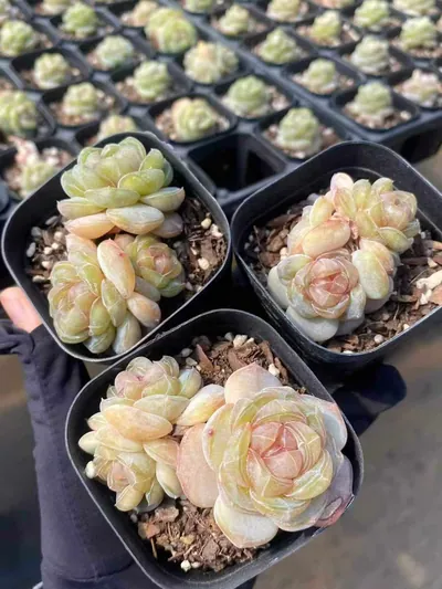 Echeveria Brandy Candy Heart Cluster (白兰地糖心群) succulent — wholesale bare-root export from Yunnan, China (3 of 4)
