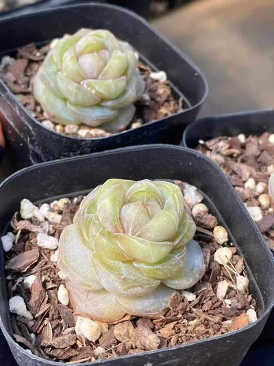 Echeveria Brandy Candy Heart Single (白兰地糖心单头) succulent — wholesale bare-root export from Yunnan, China (4 of 4)