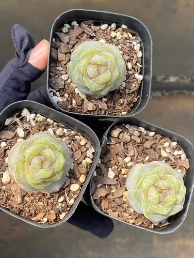 Echeveria Brandy Candy Heart Single (白兰地糖心单头) succulent — wholesale bare-root export from Yunnan, China (3 of 4)