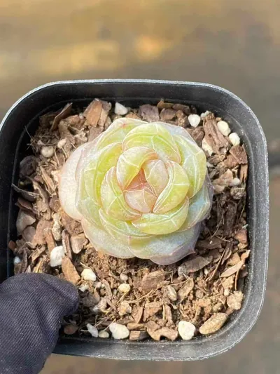 Echeveria Brandy Candy Heart Single (白兰地糖心单头) succulent — wholesale bare-root export from Yunnan, China (2 of 4)