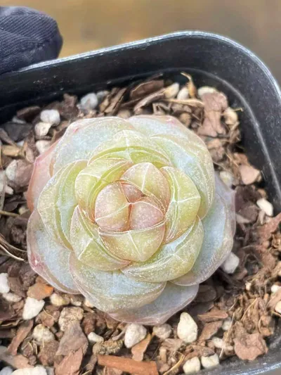 Echeveria Brandy Candy Heart Single succulent — wholesale export from Yunnan, China
