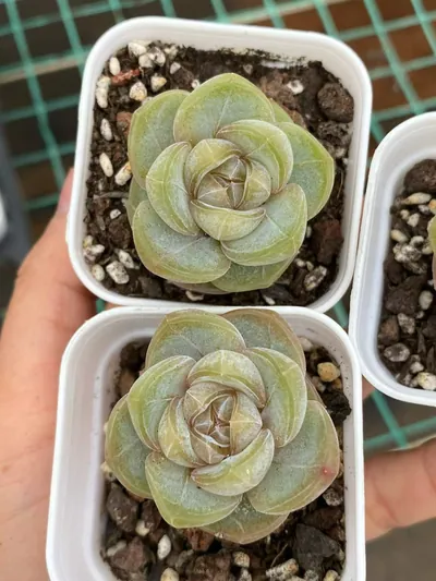 Echeveria Brandy (白兰地) succulent — wholesale bare-root export from Yunnan, China (3 of 4)
