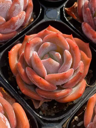 Echeveria Broadleaf Lotus succulent — wholesale export from Yunnan, China