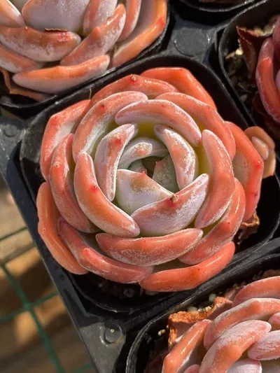 Echeveria Broadleaf Lotus (宽叶莲) succulent — wholesale bare-root export from Yunnan, China (4 of 4)