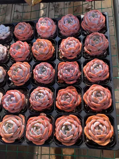 Echeveria Broadleaf Lotus (宽叶莲) succulent — wholesale bare-root export from Yunnan, China (2 of 4)