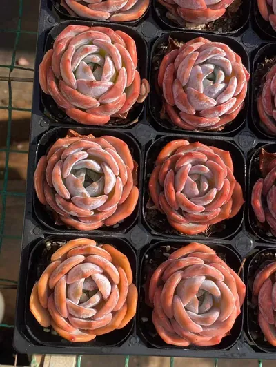 Echeveria Broadleaf Lotus (宽叶莲) succulent — wholesale bare-root export from Yunnan, China (3 of 4)