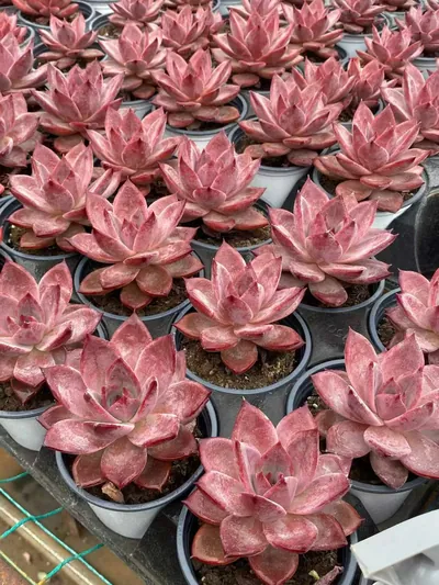 Echeveria Brown Sugar (红糖卡) succulent — wholesale bare-root export from Yunnan, China (4 of 4)
