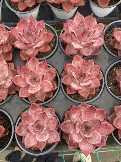 Echeveria Brown Sugar (红糖卡) succulent — wholesale bare-root export from Yunnan, China (2 of 4)