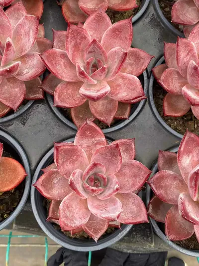 Echeveria Brown Sugar (红糖卡) succulent — wholesale bare-root export from Yunnan, China (3 of 4)