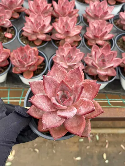 Echeveria Brown Sugar succulent — wholesale export from Yunnan, China