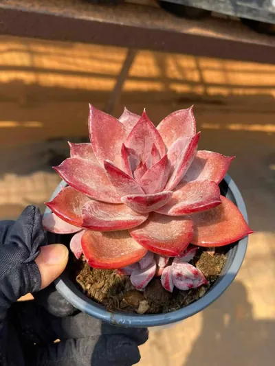 Echeveria Brown Sugar Single w/ Offsets (红糖卡单头带惠) succulent — wholesale bare-root export from Yunnan, China (2 of 4)