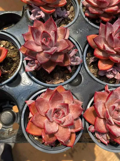Echeveria Brown Sugar Single w/ Offsets (红糖卡单头带惠) succulent — wholesale bare-root export from Yunnan, China (3 of 4)