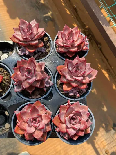 Echeveria Brown Sugar Single w/ Offsets (红糖卡单头带惠) succulent — wholesale bare-root export from Yunnan, China (4 of 4)