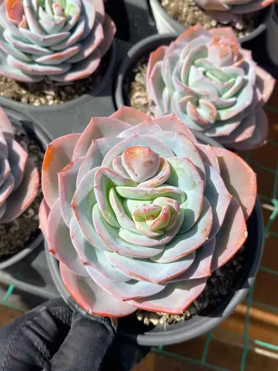 Echeveria Bruland Single (布鲁兰单头) succulent — wholesale bare-root export from Yunnan, China (5 of 5)