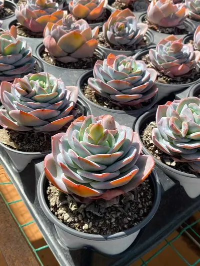 Echeveria Bruland Single (布鲁兰单头) succulent — wholesale bare-root export from Yunnan, China (3 of 5)