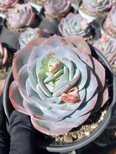 Echeveria Bruland Single succulent — wholesale export from Yunnan, China