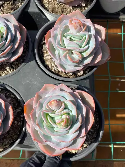 Echeveria Bruland Single (布鲁兰单头) succulent — wholesale bare-root export from Yunnan, China (2 of 5)