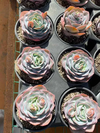 Echeveria Bruland Single (布鲁兰单头) succulent — wholesale bare-root export from Yunnan, China (4 of 5)
